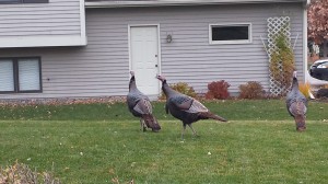 Turkeys