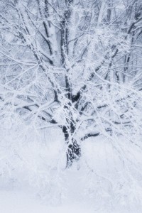 snowy tree