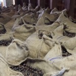 Bags and bags of uncracked nutmeg