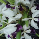Orchids7